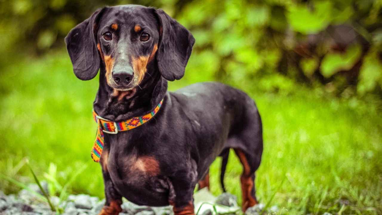 Dachshund