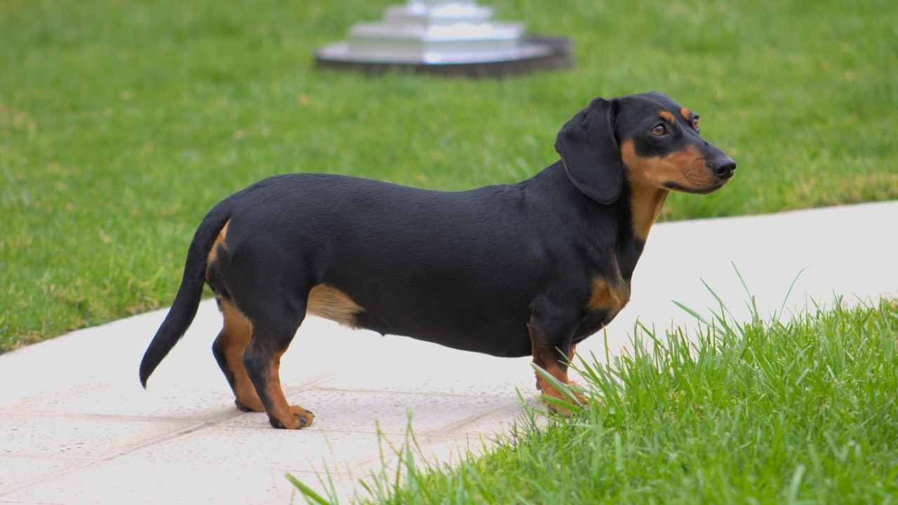 Dachshund