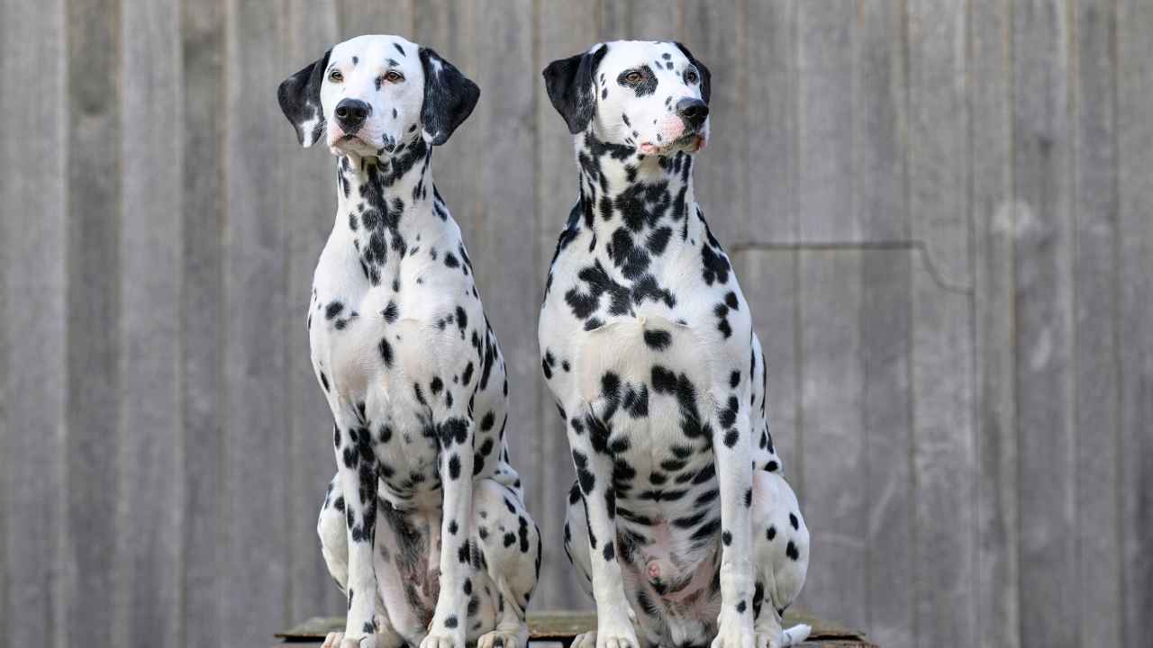 Dalmatian