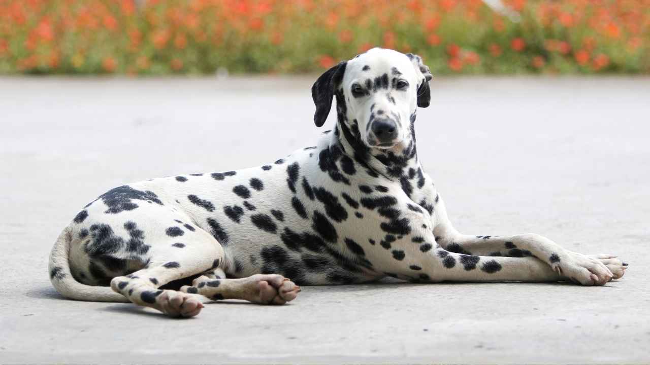 Dalmatian