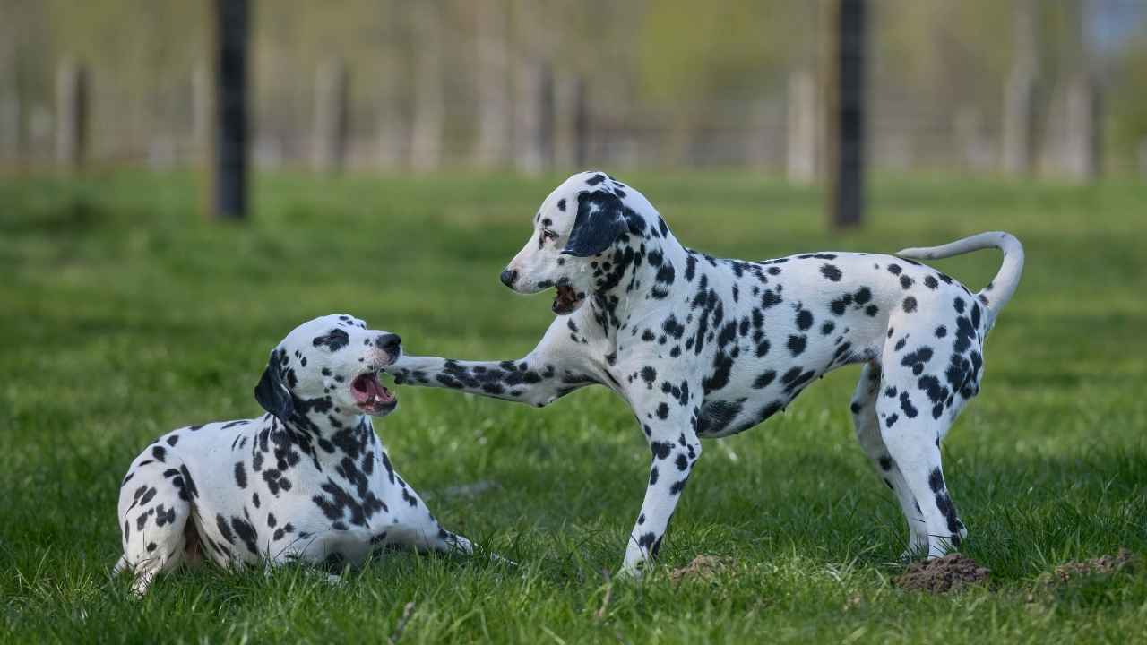 Dalmatian