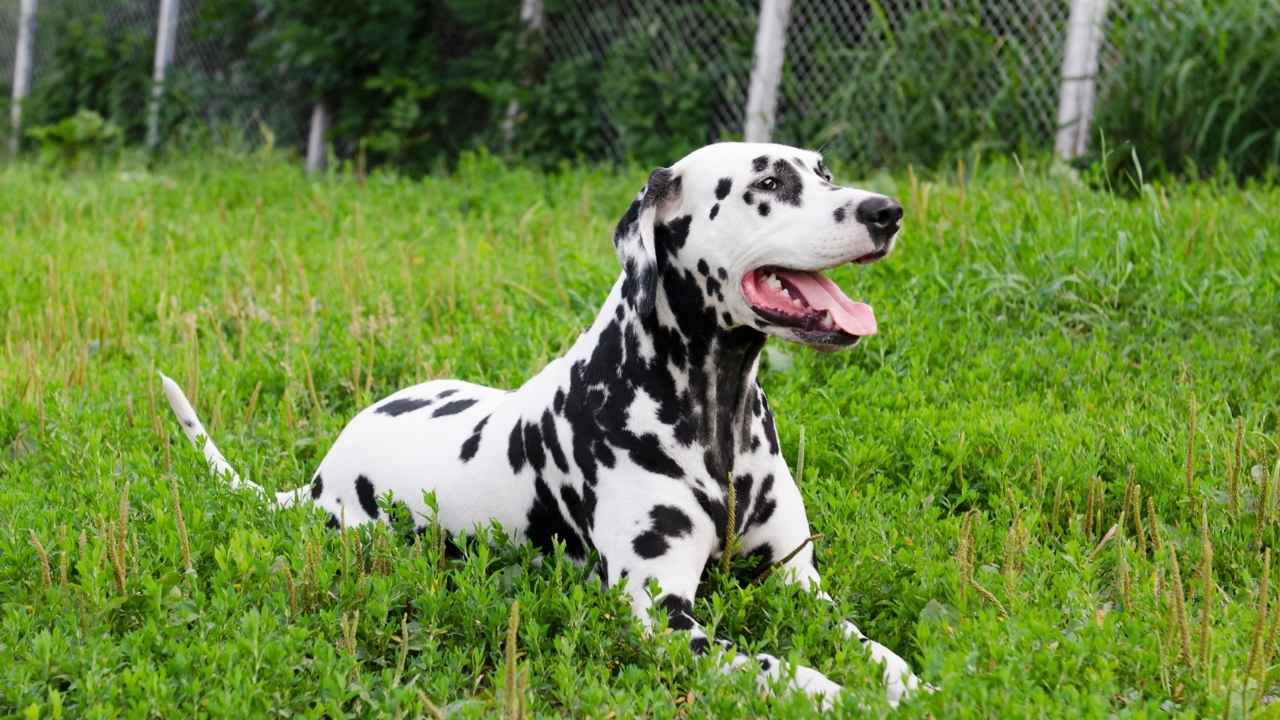 Dalmatian