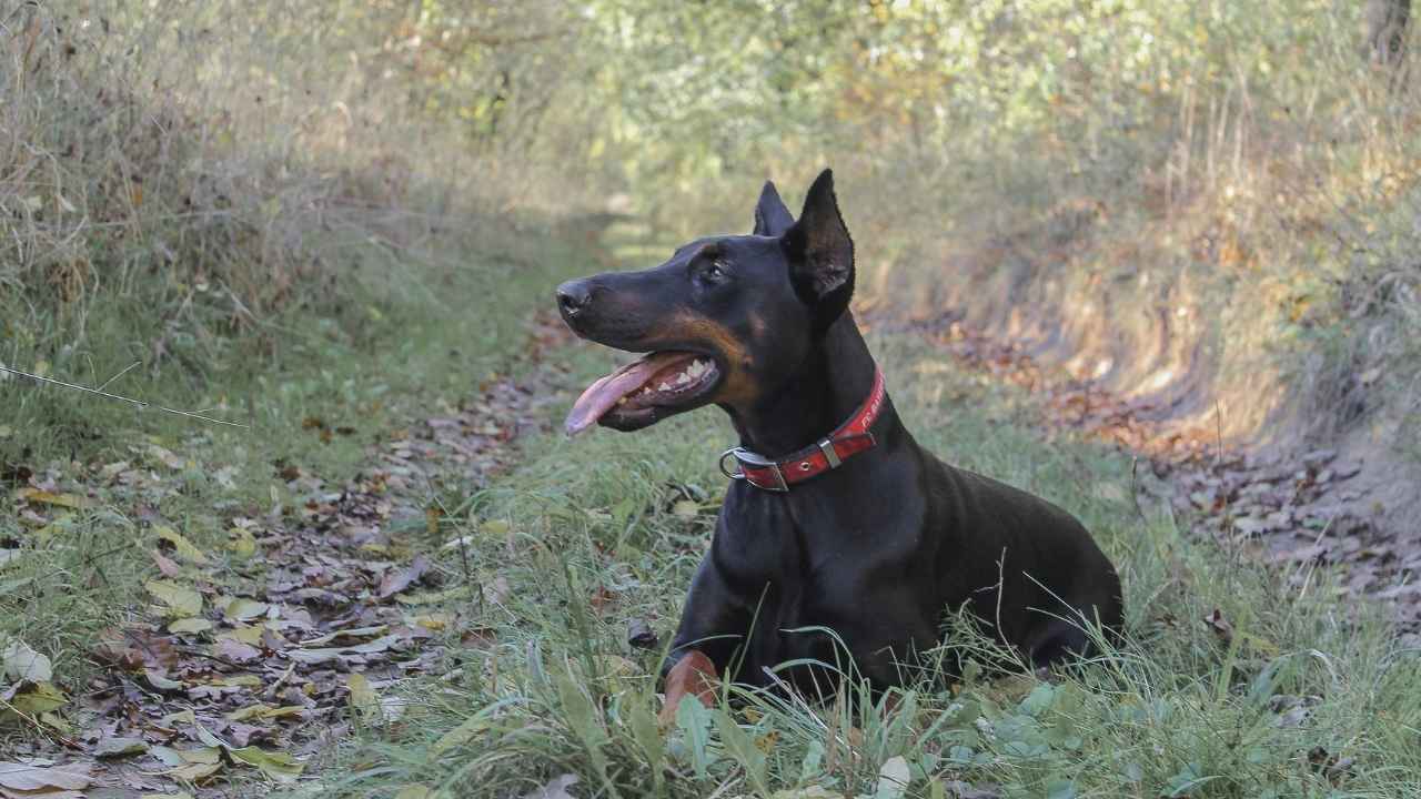 Doberman Pinscher