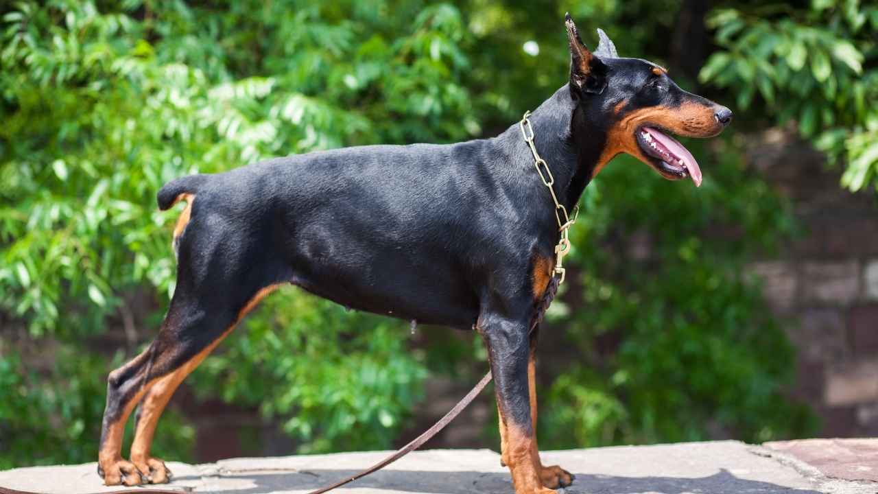 Doberman Pinscher