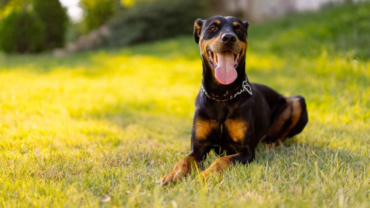 Doberman Pinscher