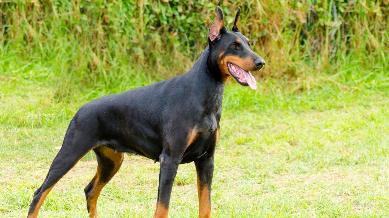 Doberman Pinscher