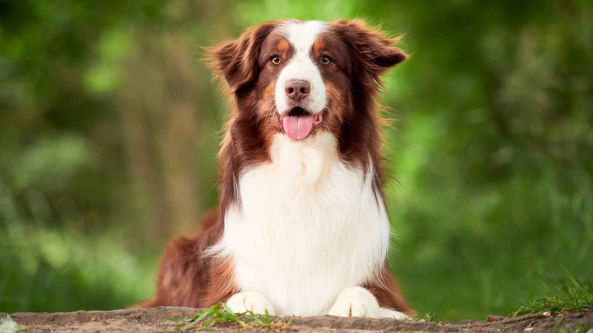 Dog Breeds With Remarkable and Unforgettable