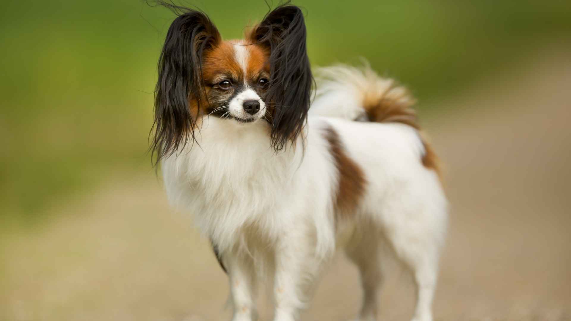 Dog Breeds With the Most Adorable Ears