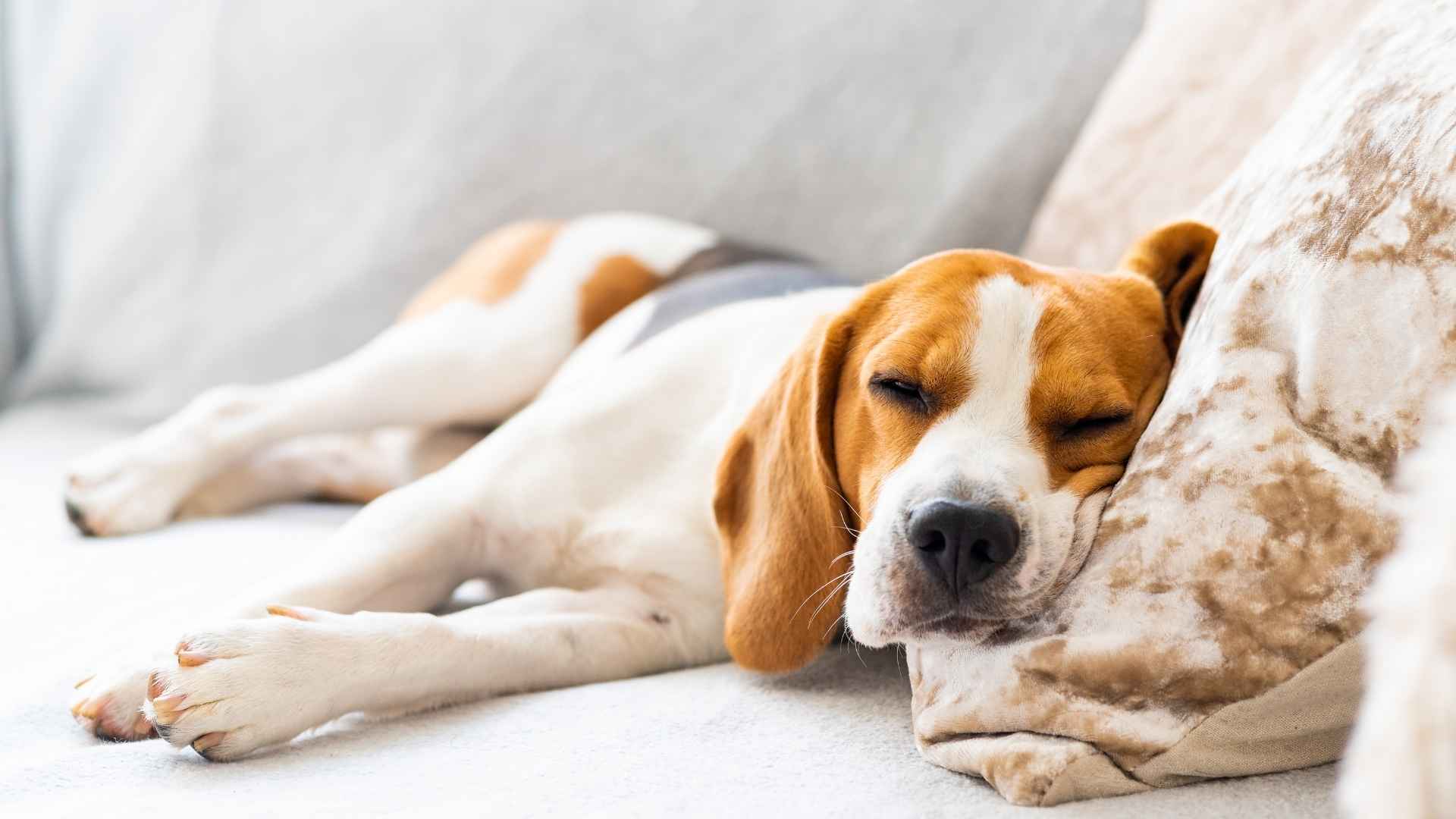 Dog Breeds for Lazy Owners