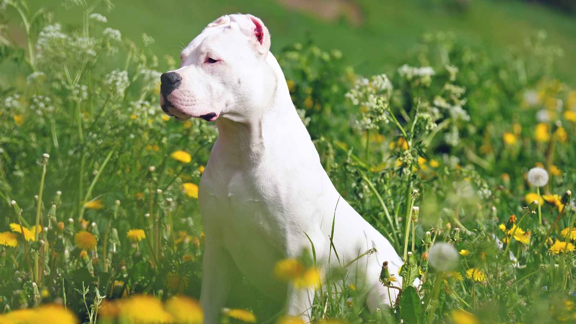 Dogo Argentino