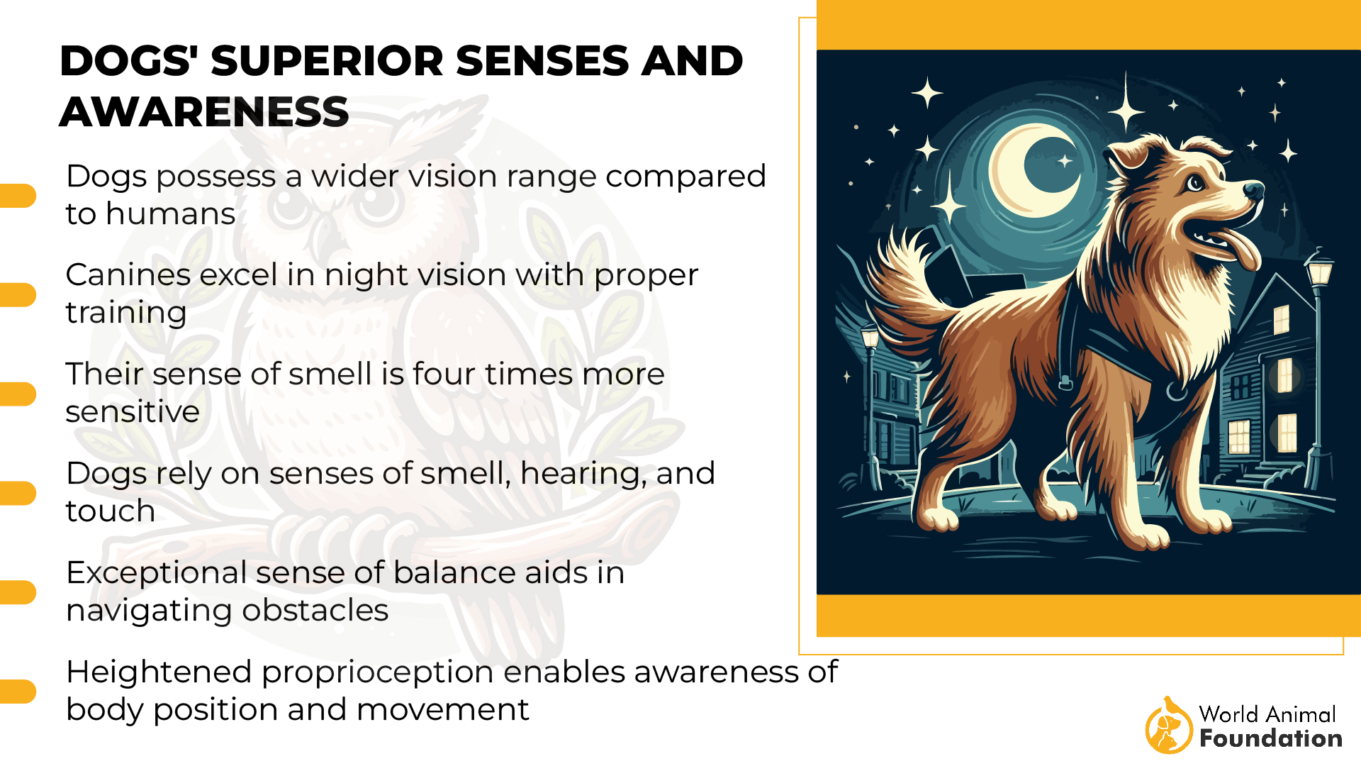 Dogs' Superior Senses and Awareness-01