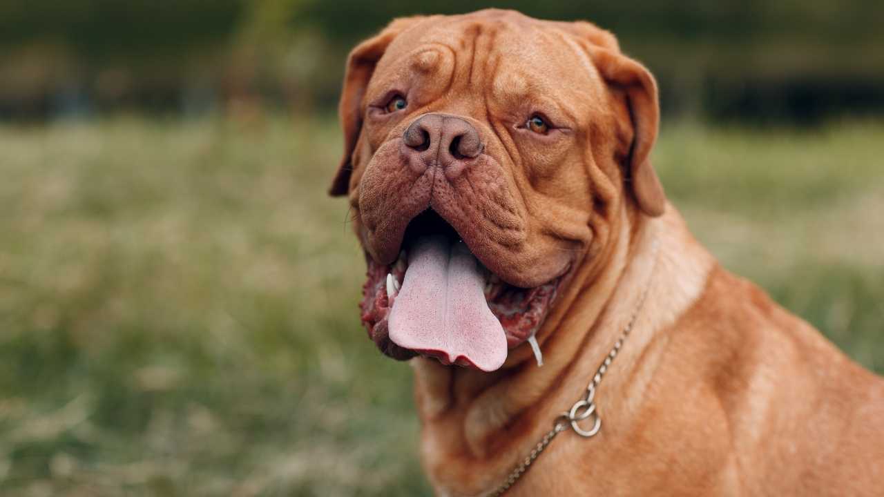 Dogue de Bordeaux