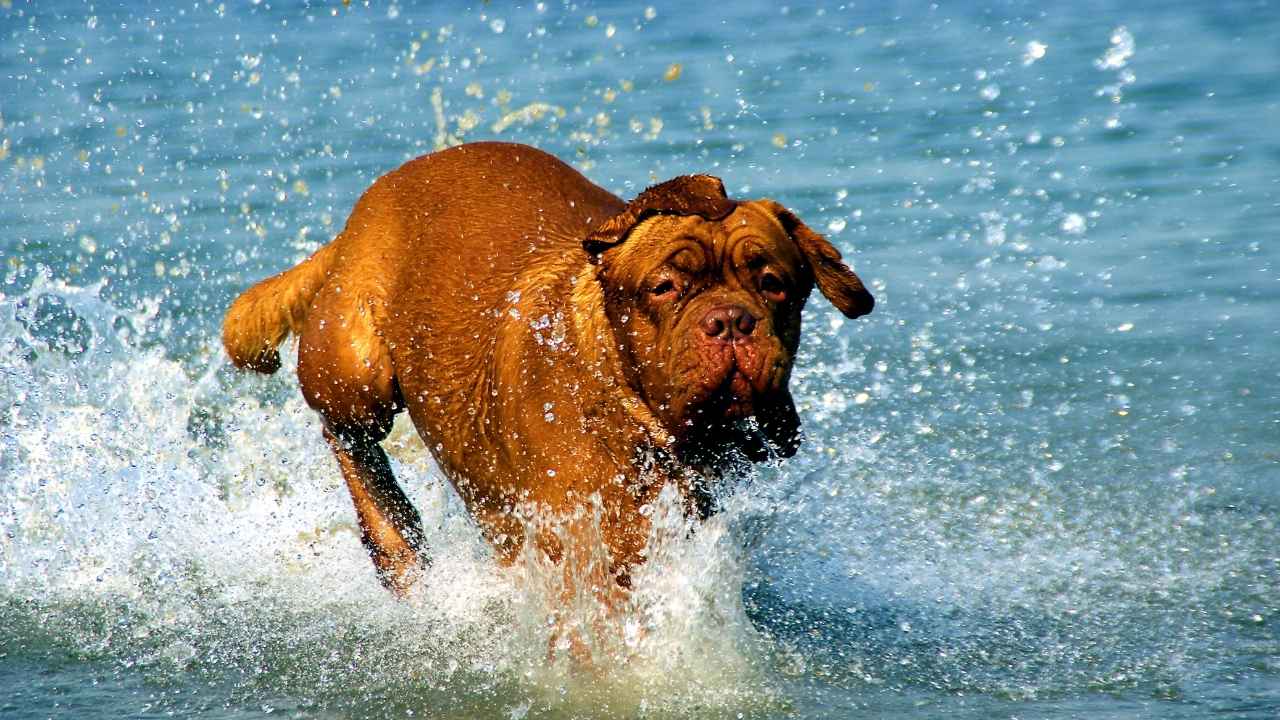 Dogue de Bordeaux