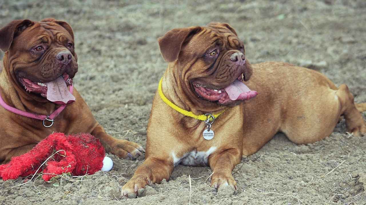 Dogue de Bordeaux