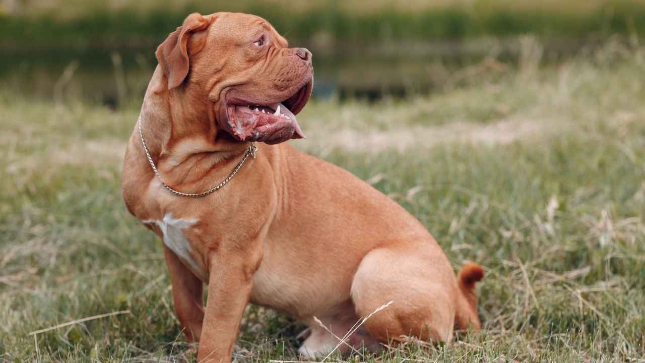 Dogue de Bordeaux