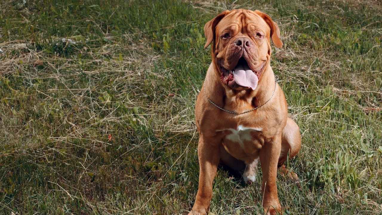 Dogue de Bordeaux