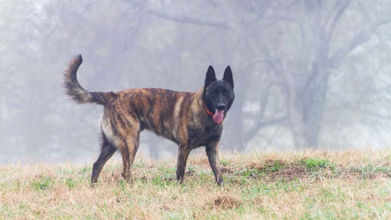 Dutch Shepherd