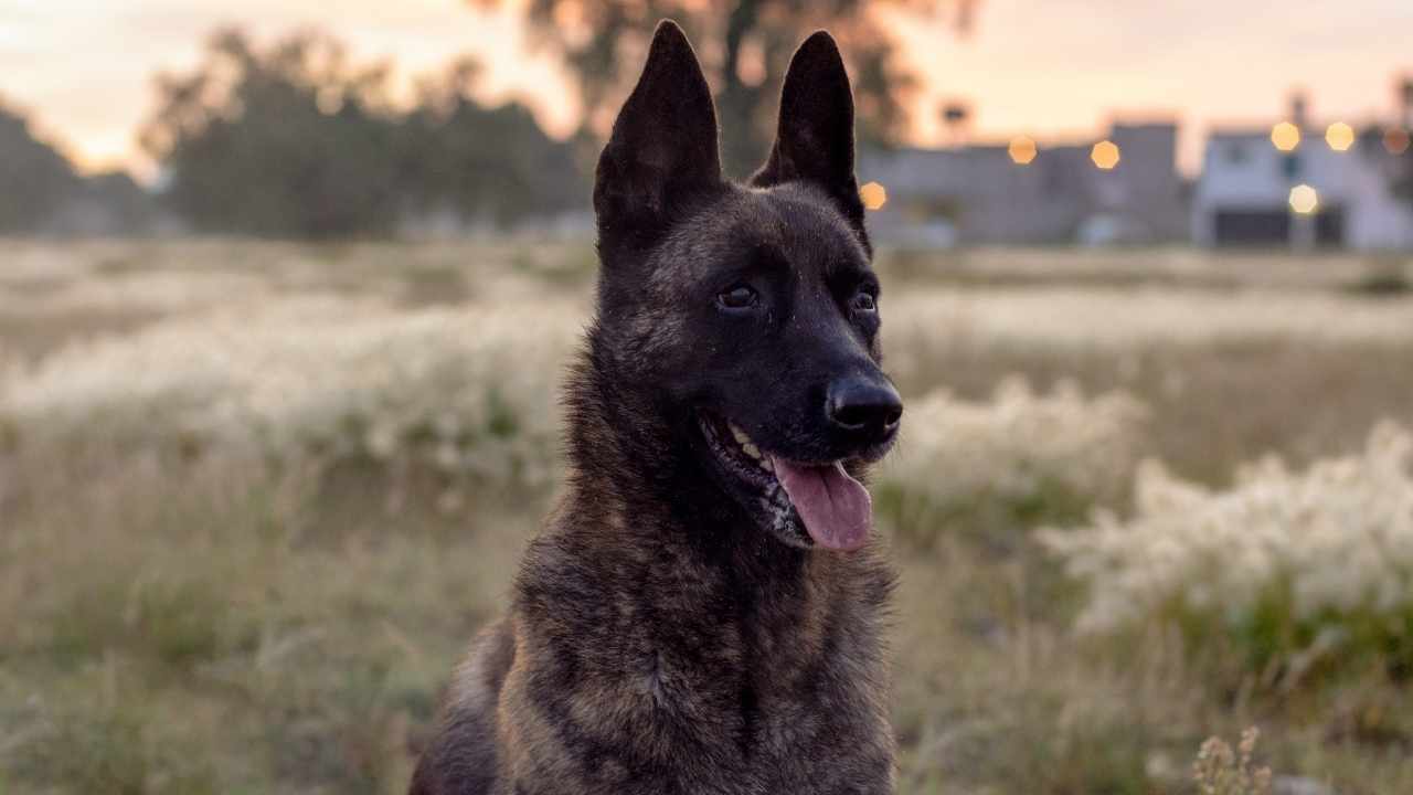 Dutch Shepherd