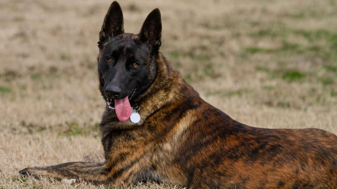 Dutch Shepherd