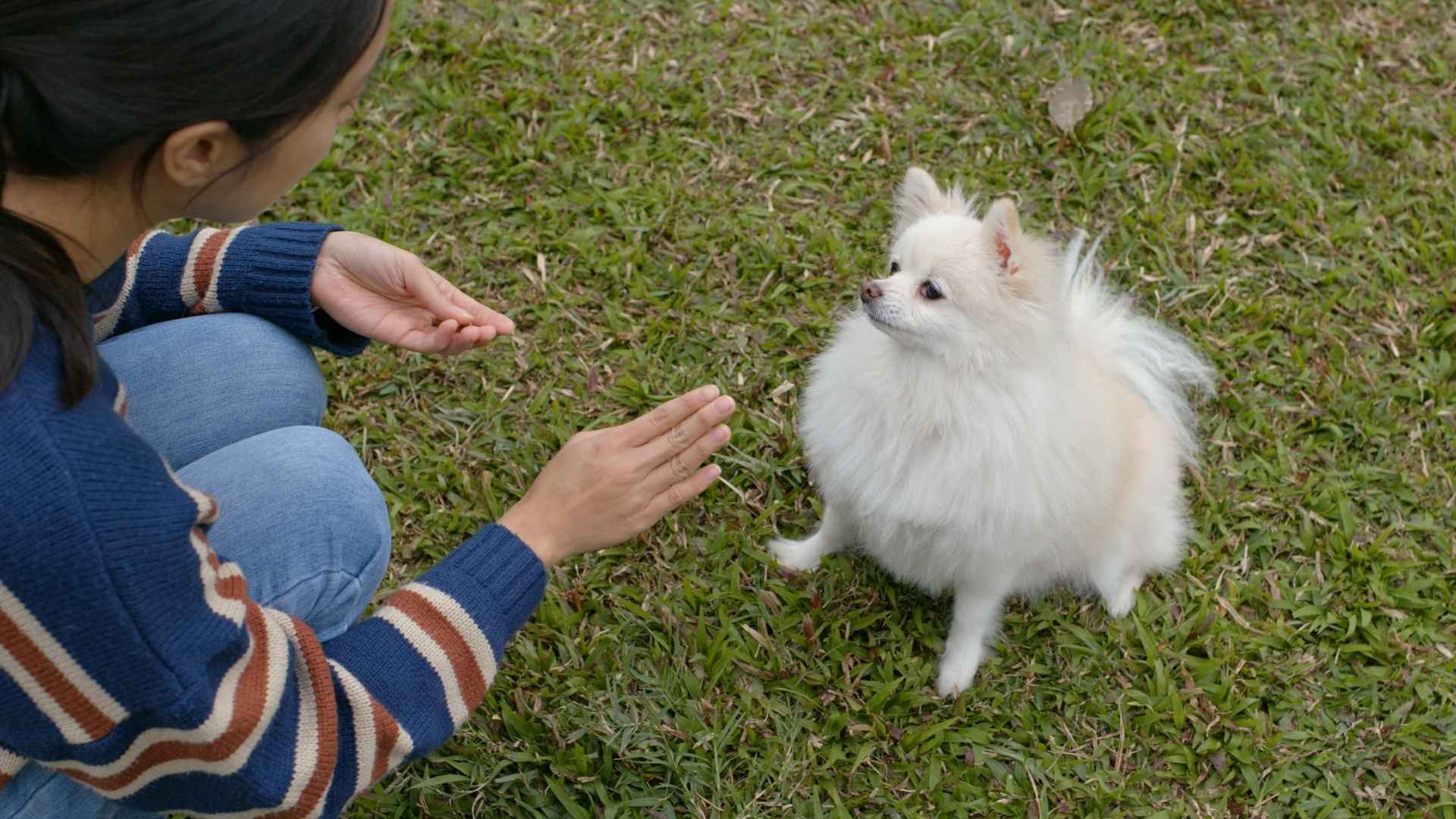 Easy to Train Teacup Dog