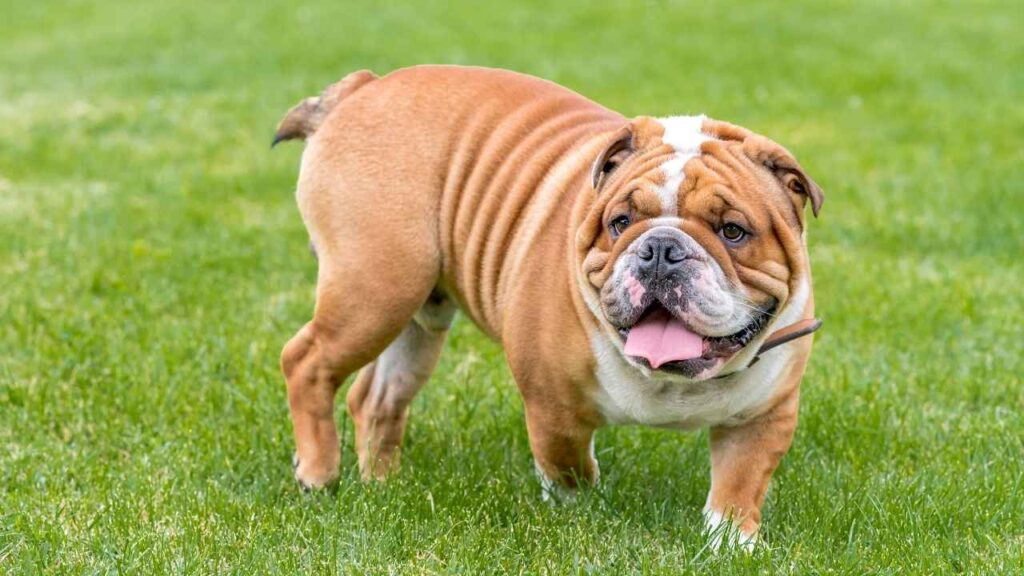 English Bulldog