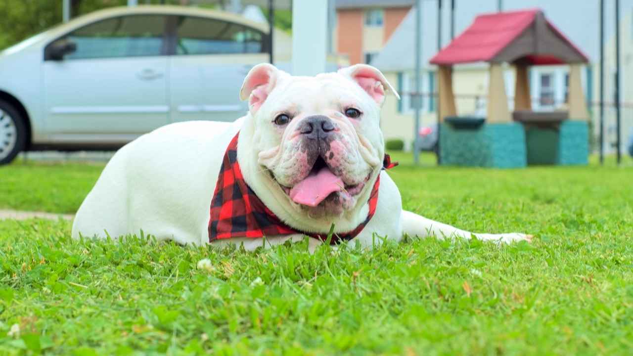 English Bulldog