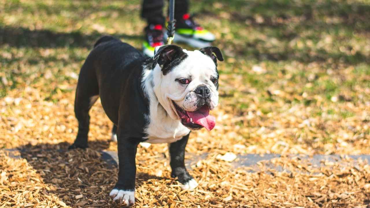 English Bulldog