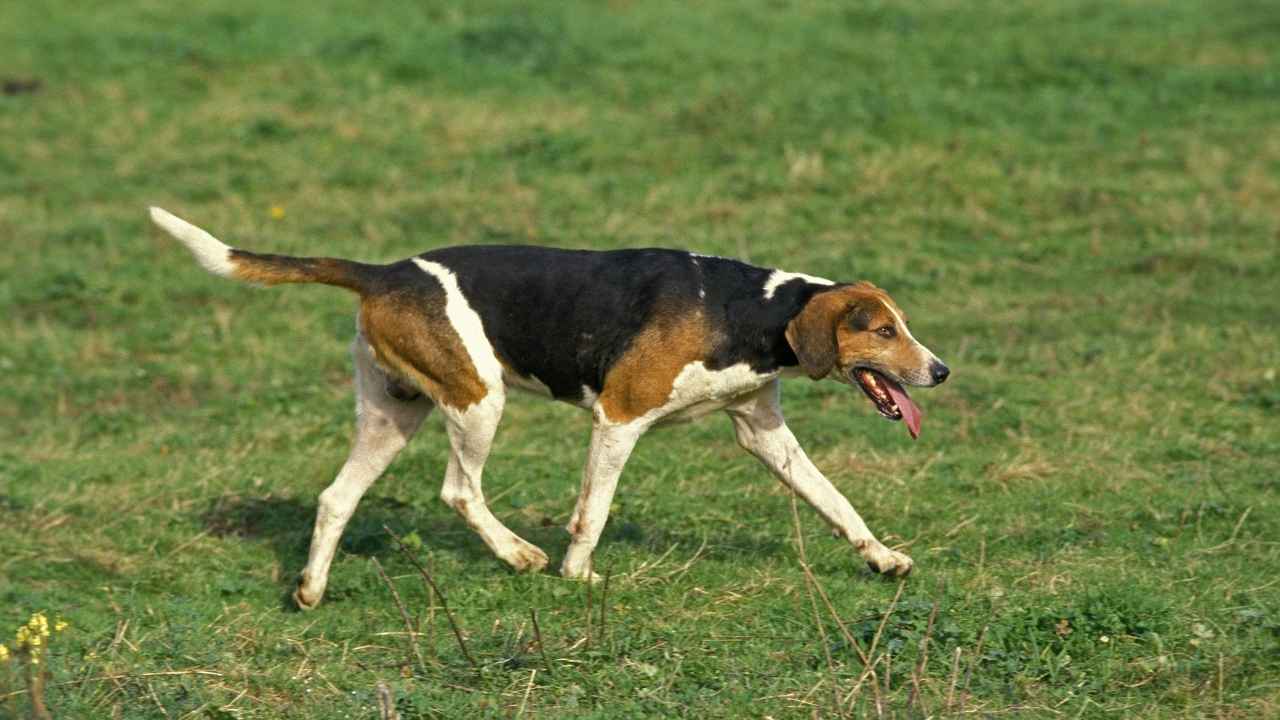 English Foxhound