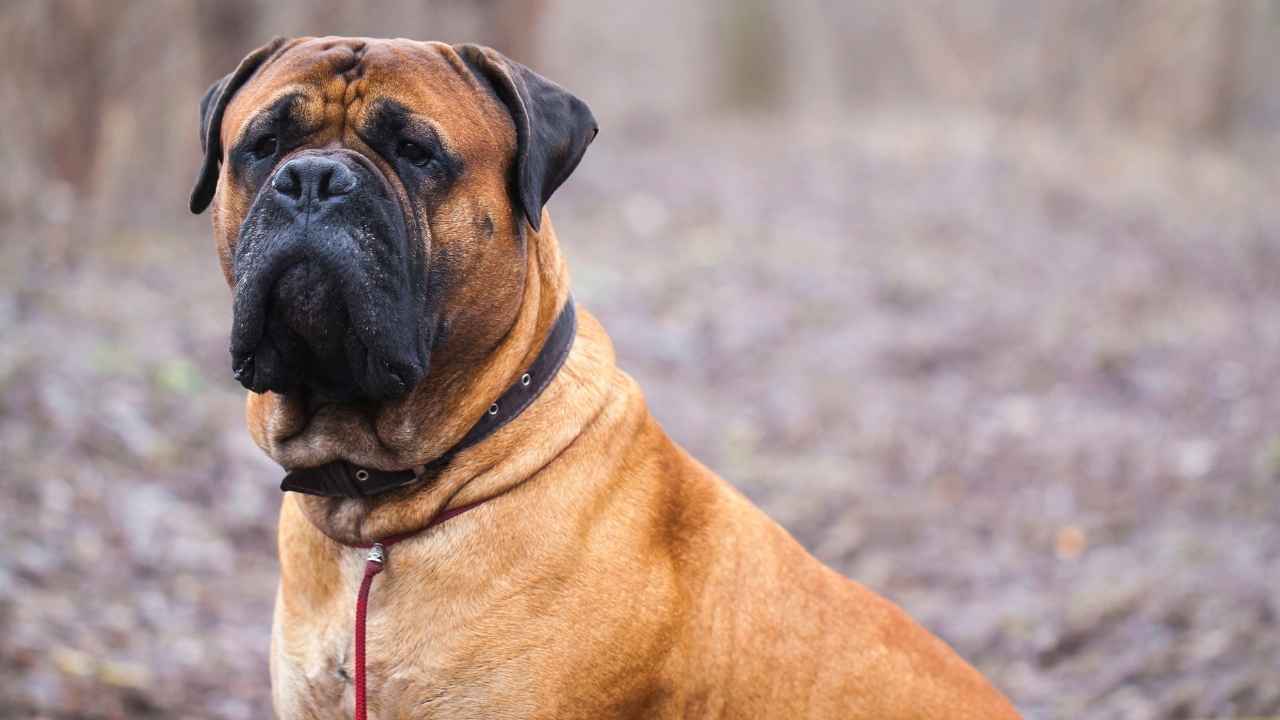 English Mastiff