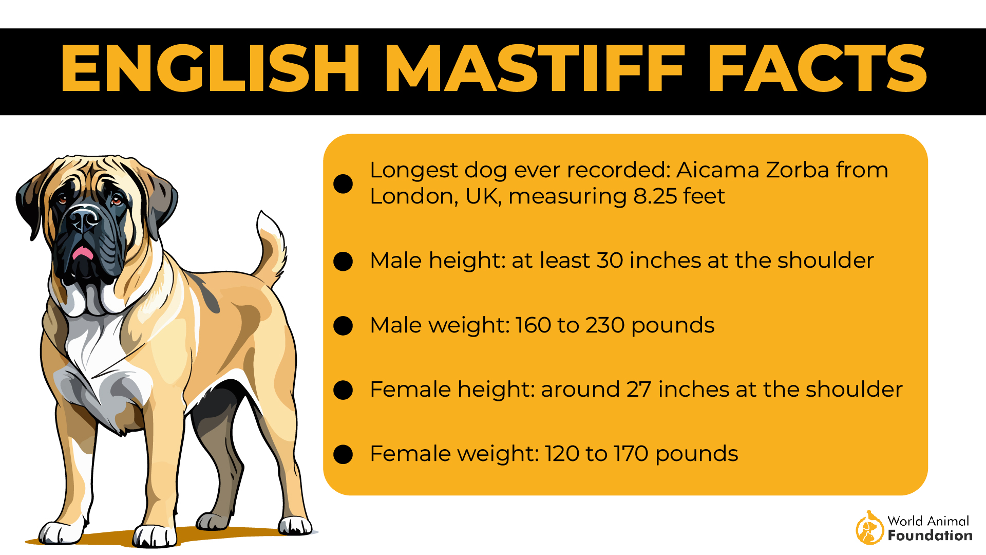 English Mastiff Facts-01