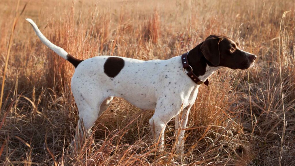 English Pointer