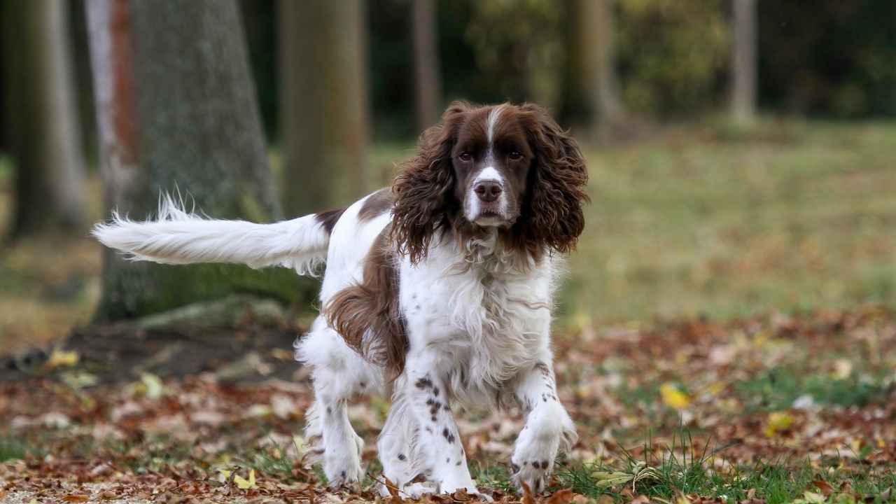 English Springer Spaniel