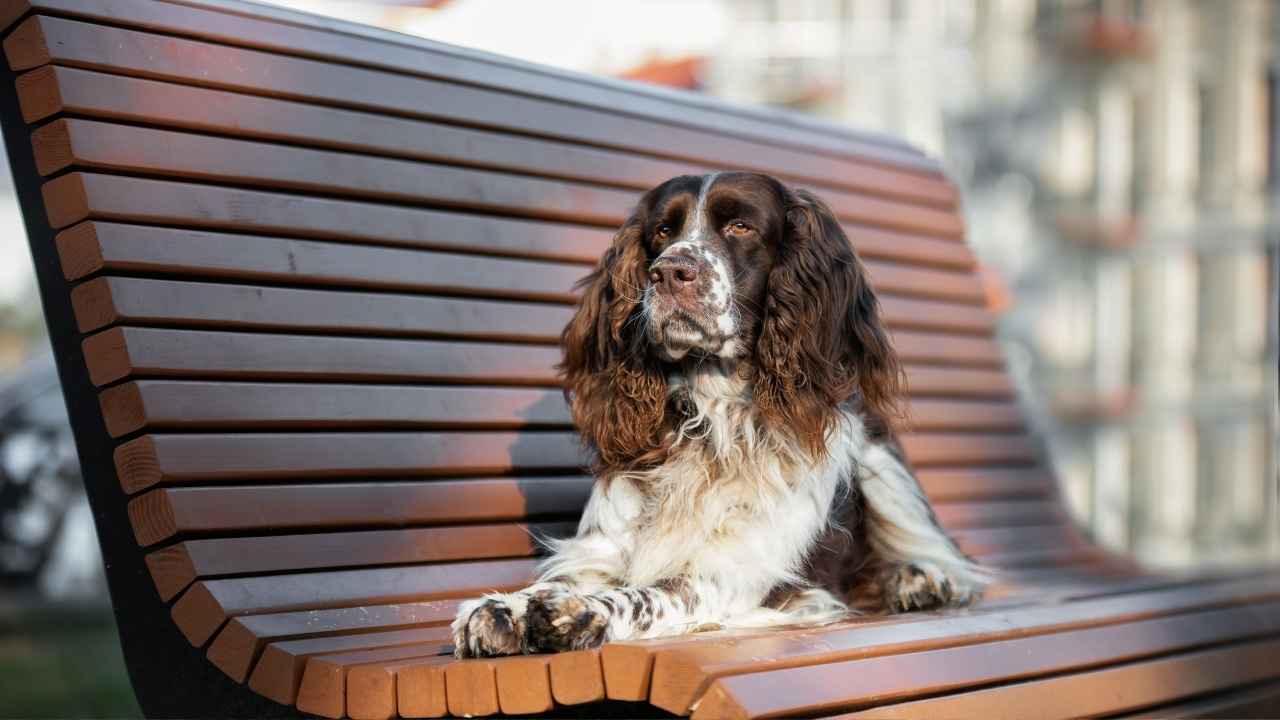 English Springer Spaniel