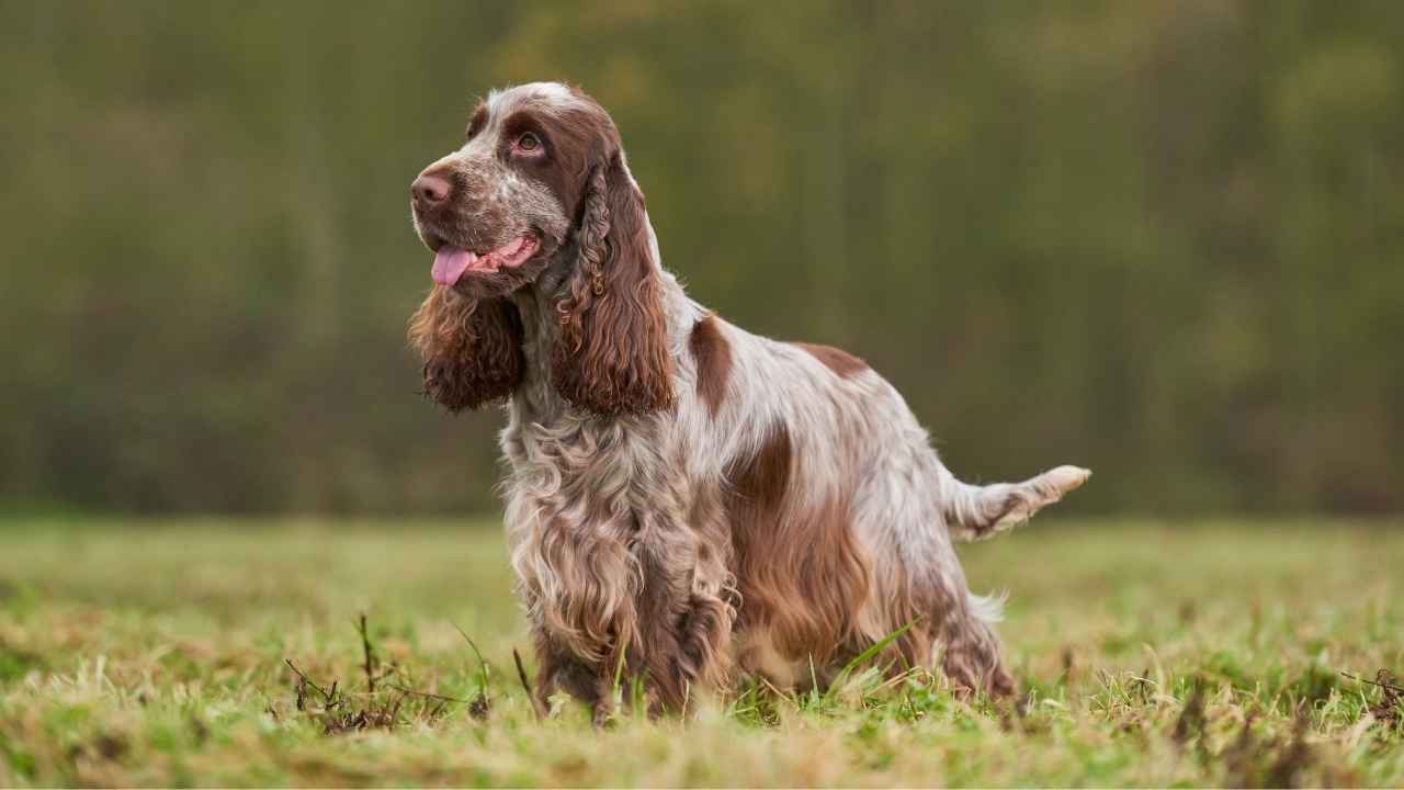 English Cocker Spaniel