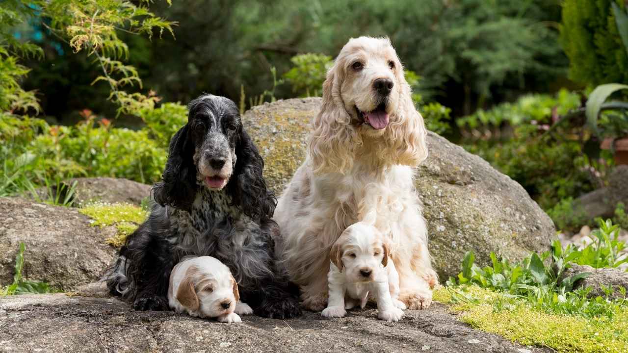 English Cocker Spaniel