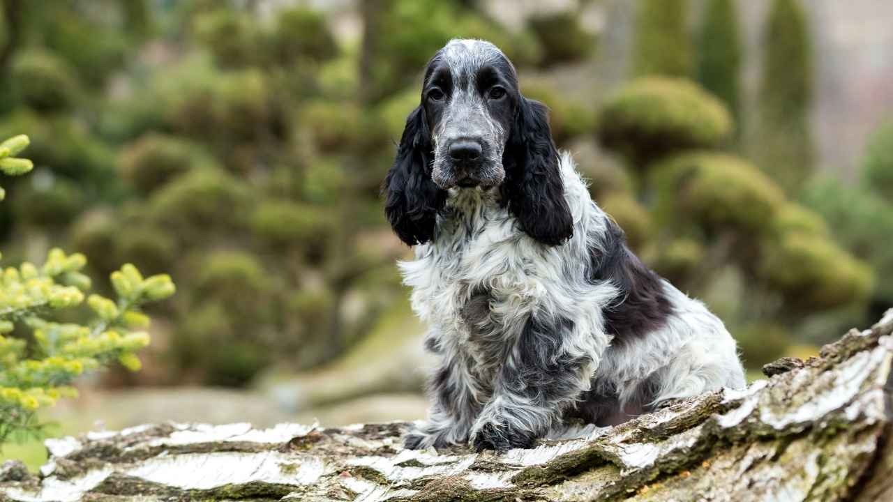 English Cocker Spaniel