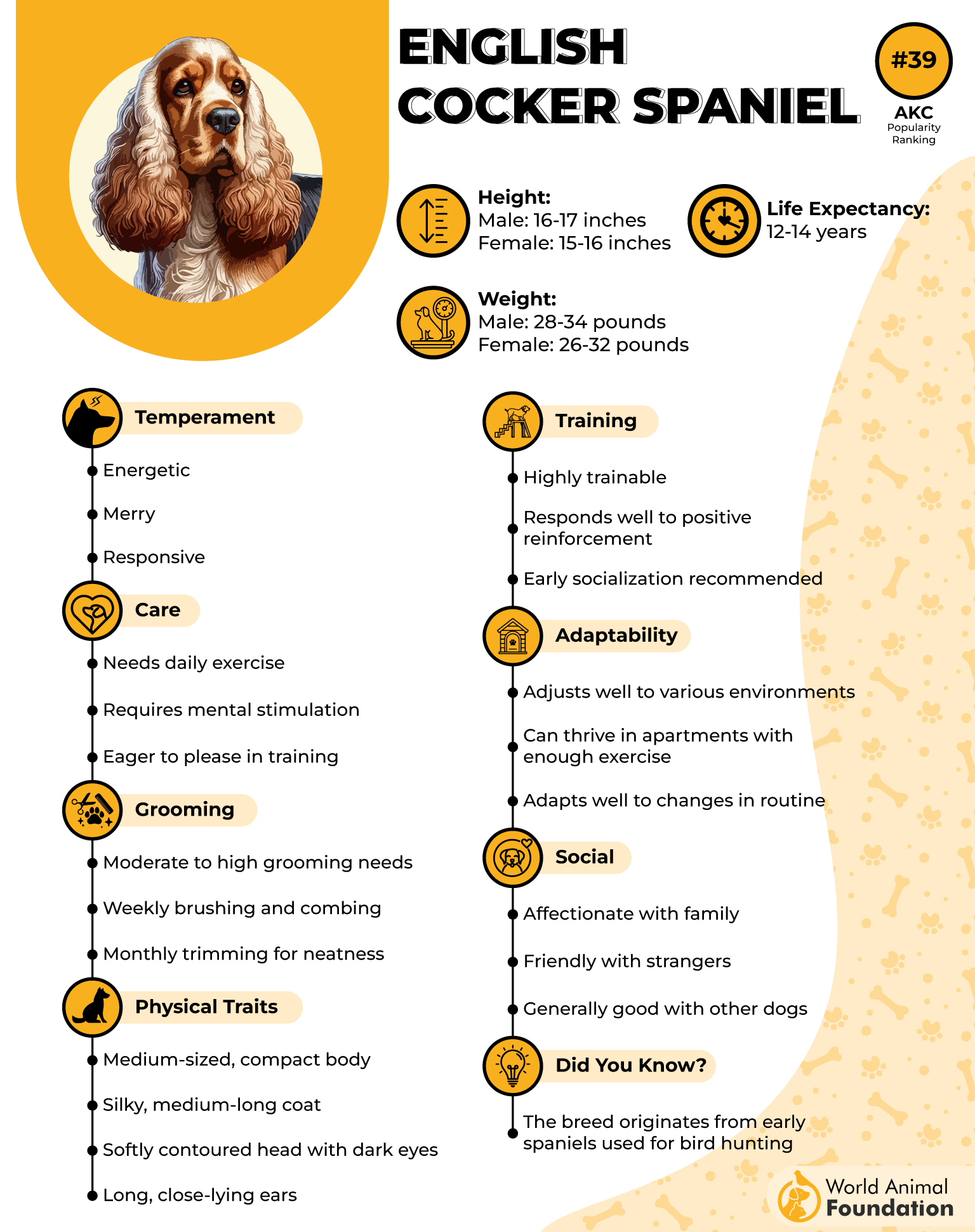 English Cocker Spaniel Profile