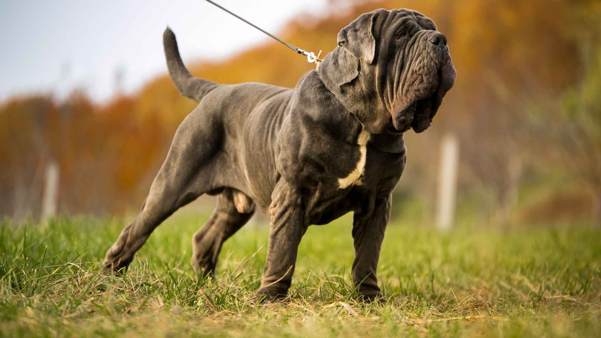 Extra Large Giant Dog Breeds