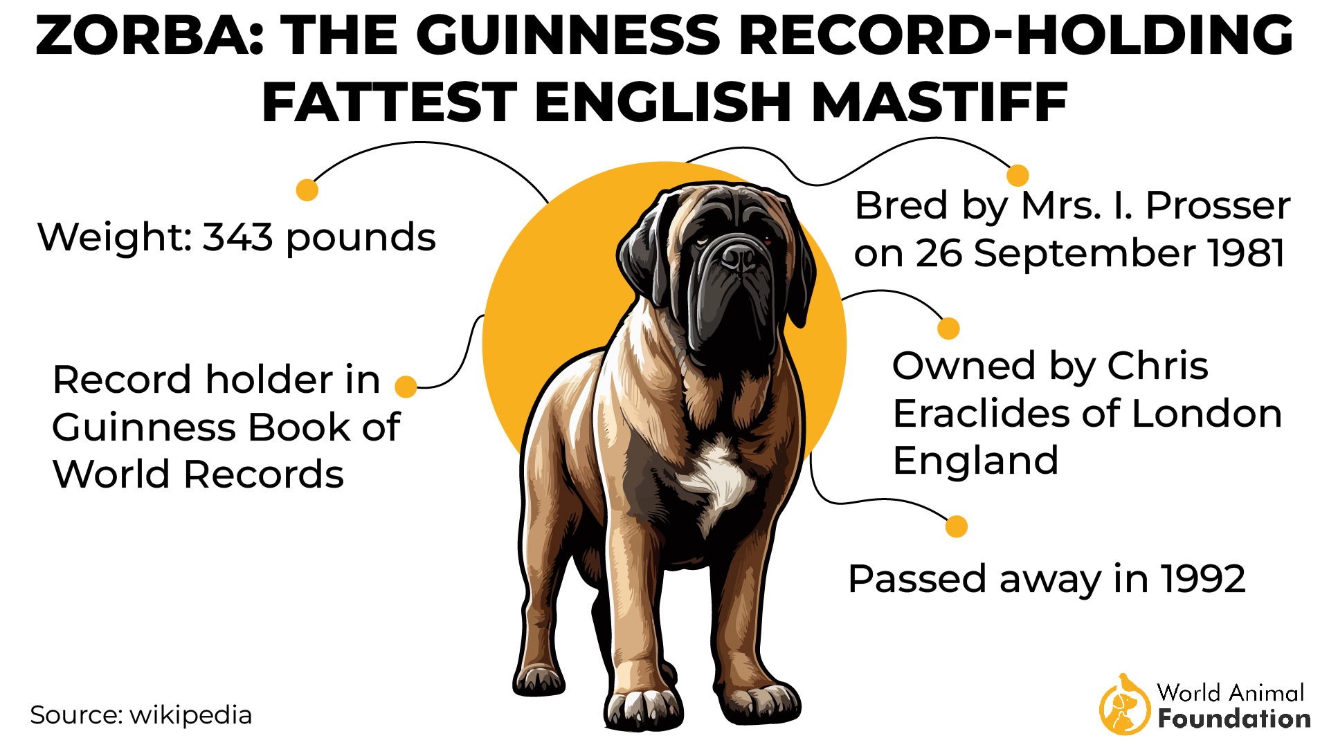 Fattest Dog English Mastiff Zorba-01