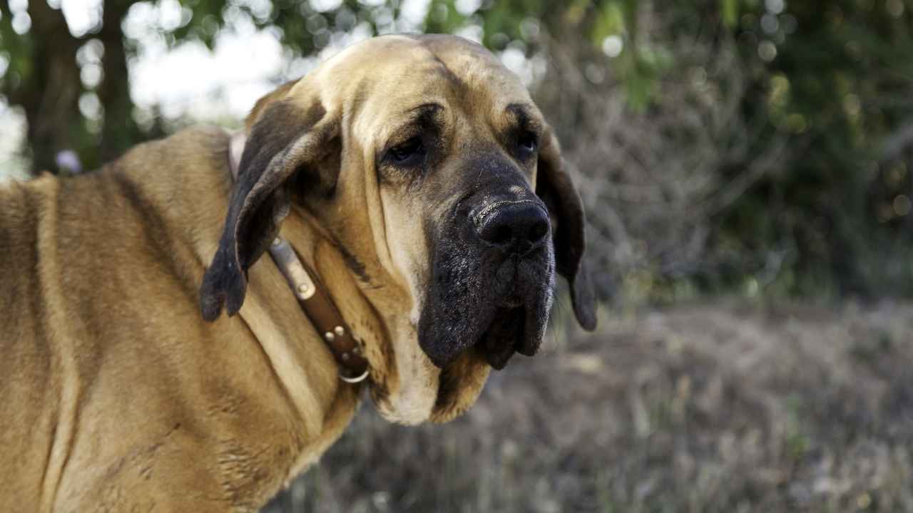 Fila Brasileiro