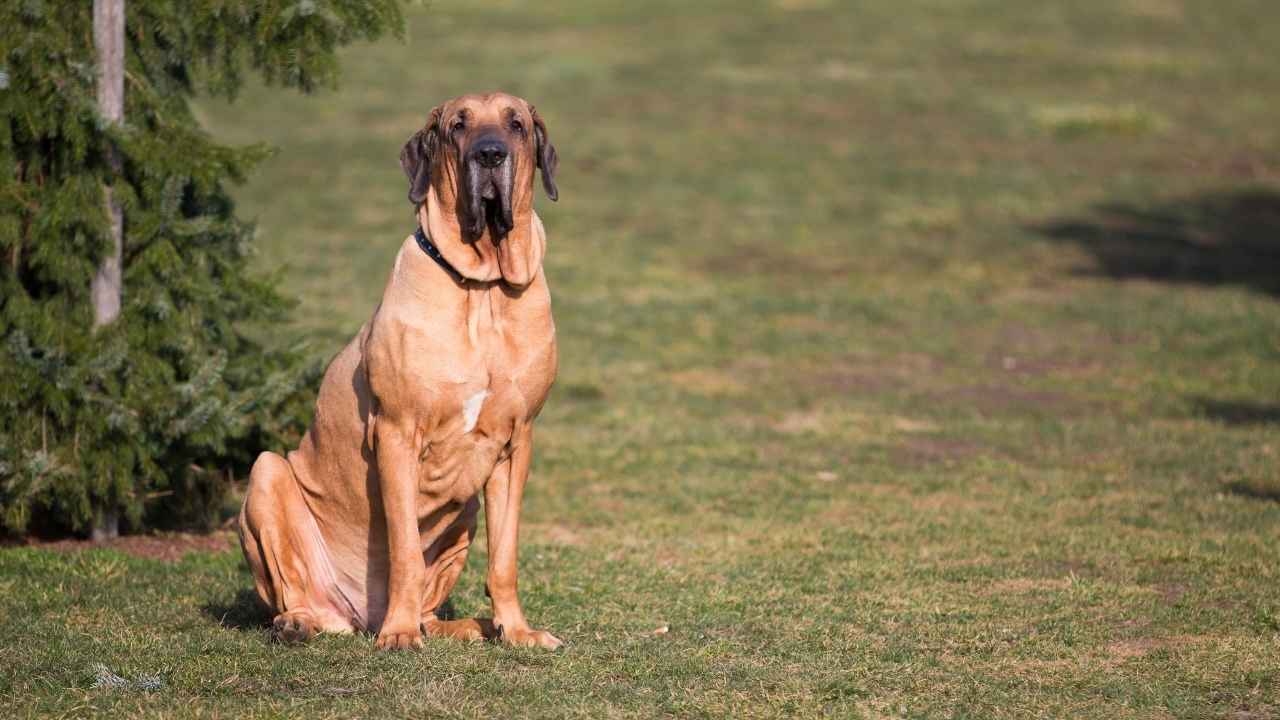 Fila Brasileiro