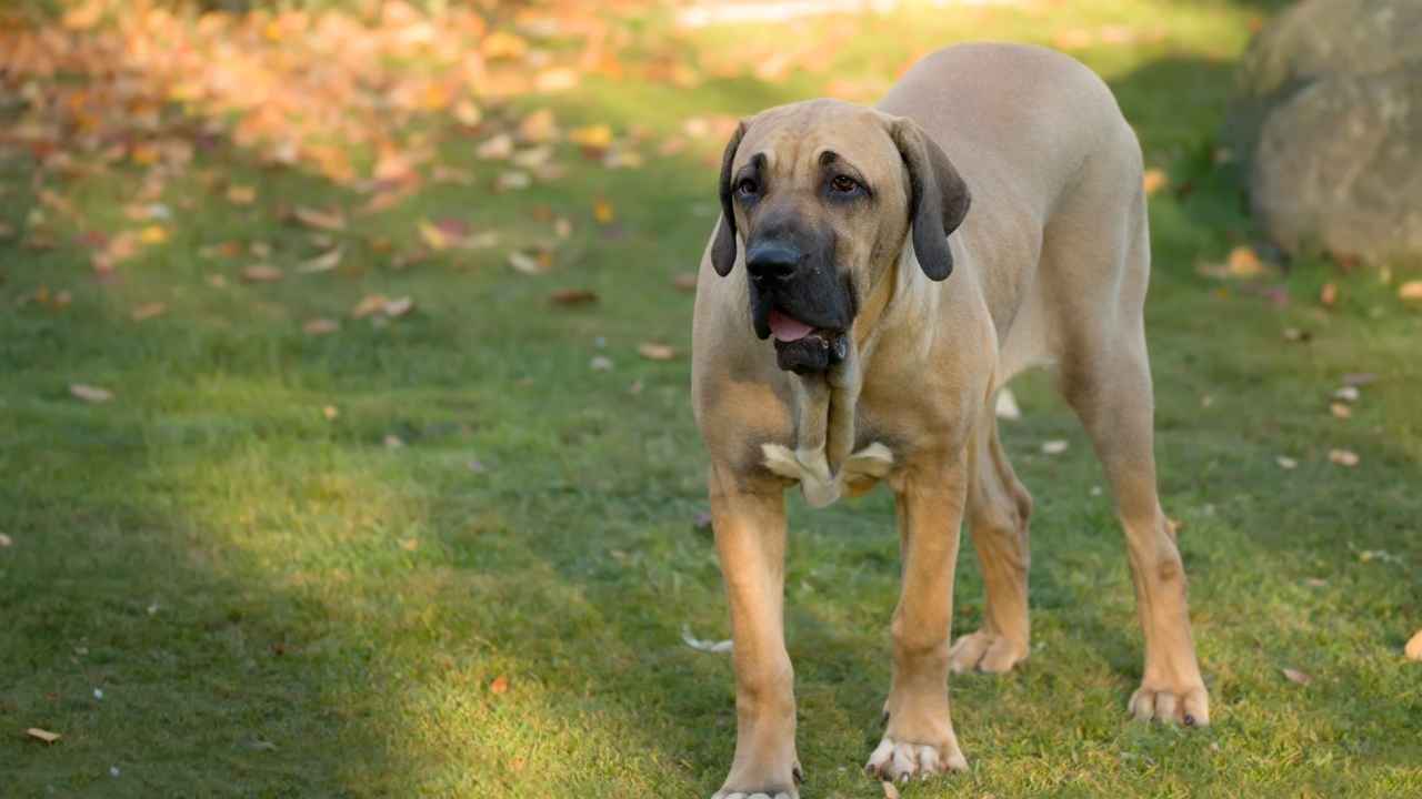 Fila Brasileiro