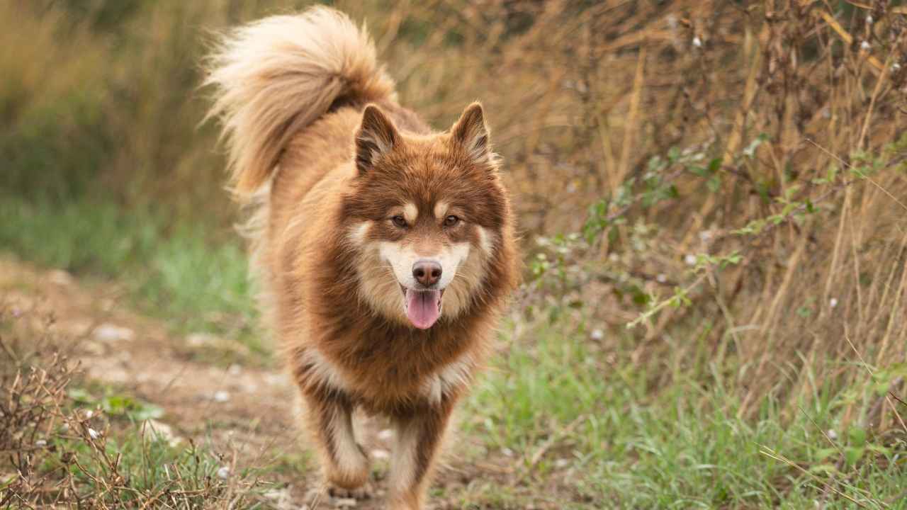 Finnish Lapphund