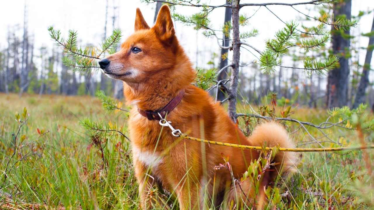 Finnish Spitz