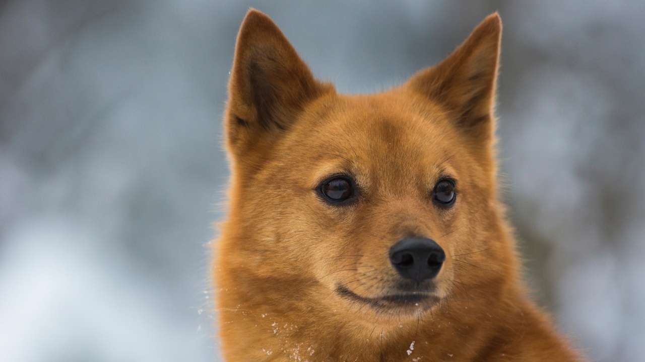 Finnish Spitz