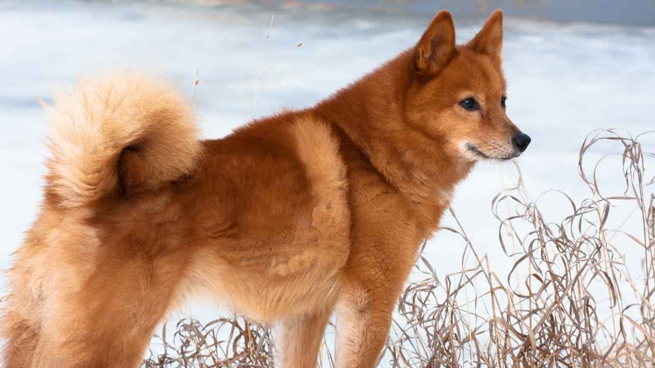 Finnish Spitz