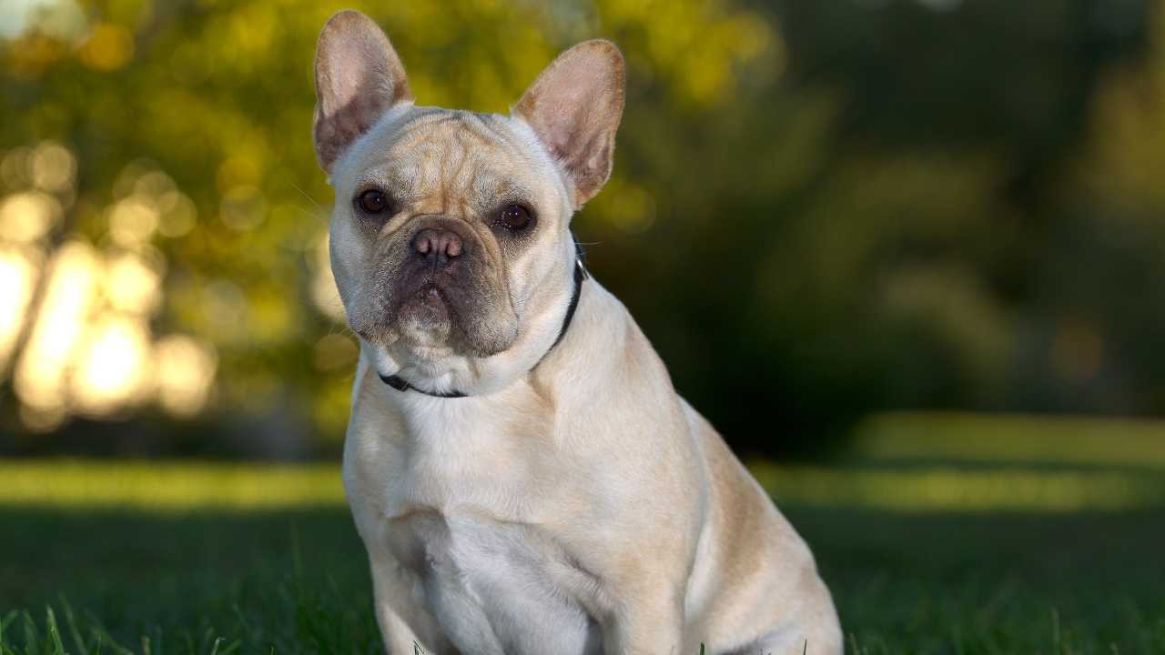 French Bulldog