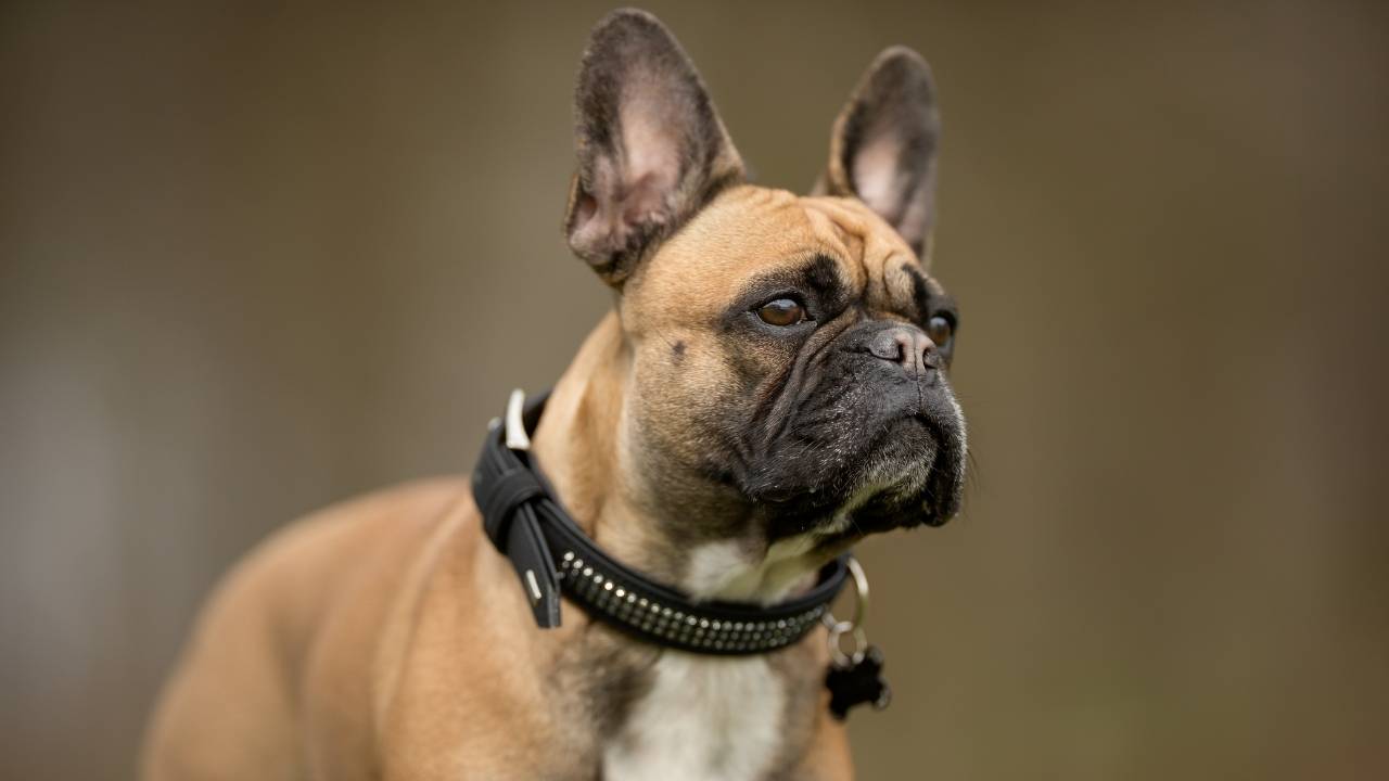 French Bulldog