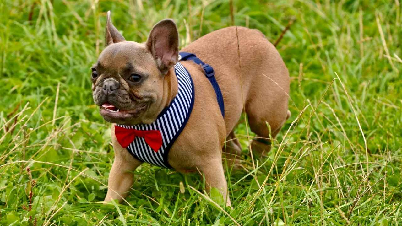 French Bulldog