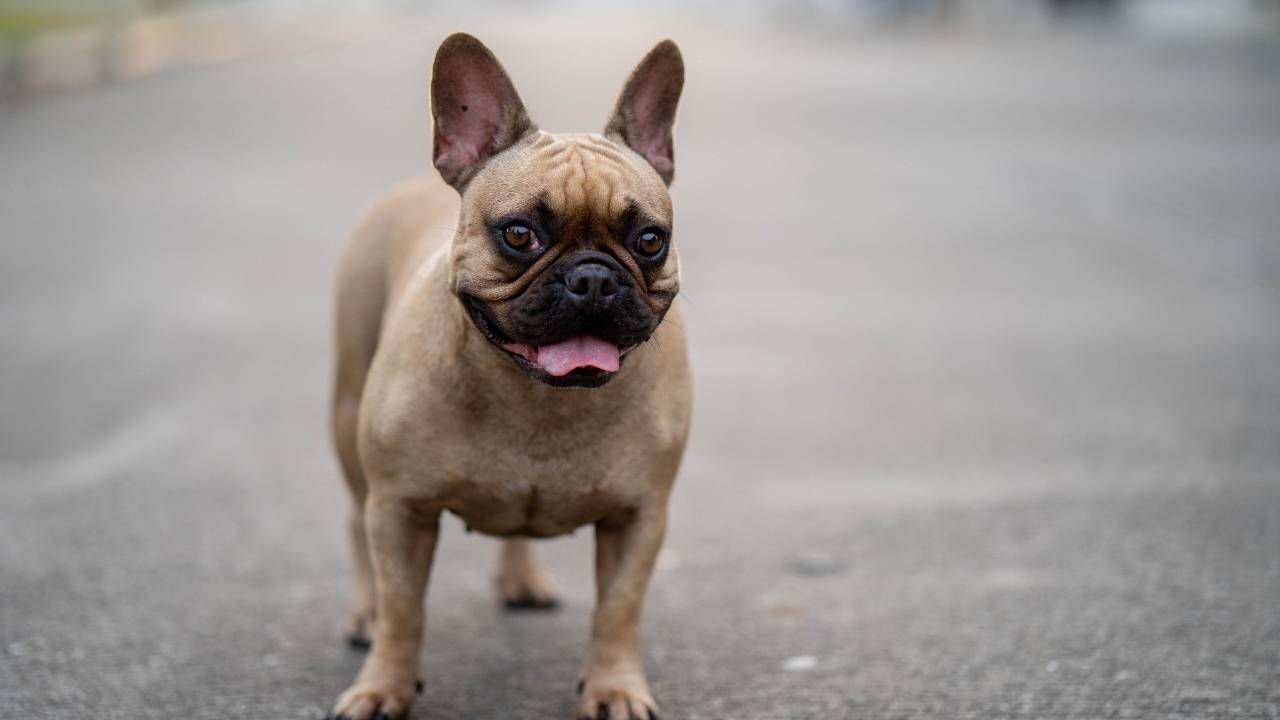 French Bulldog